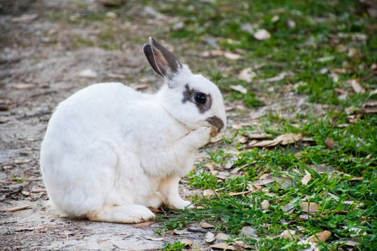 Small white cute bunny in the garden grass. Funny domestic animal, Easter symbol