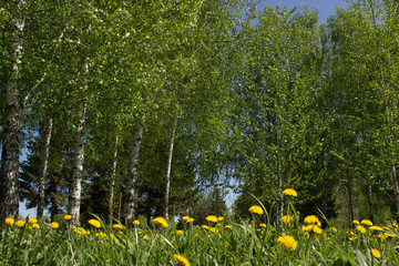 yellow dandelions and the young birch trees under a bright blue sky