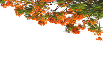 Barbados Pride, peacock Flower ,Flam-boyant,Scientific name Delonix regia (Hook.) Raf.Originated in...