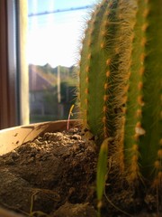 cactus in the desert