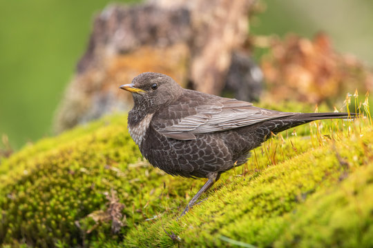 Ring ouzel photographed during spring migration in the Netherlands

