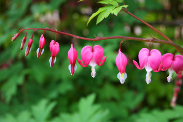 Bleeding hearts, hanging on plant, all in a row