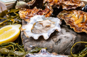 Fresh open zeeuwse creuse pacific or japanese oysters molluscs on fish market in Netherlands