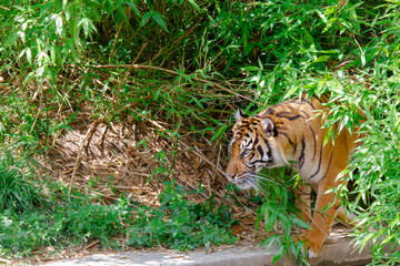 Obraz premium wild tiger caught in the jungles in spring