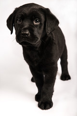 black labrador retriever puppy