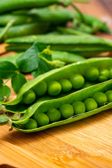 New harvest of ripe green peas legumes