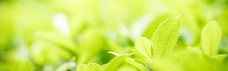 Amazing nature view of green leaf on blurred greenery background in garden and sunlight with copy space using as background natural green plants landscape, ecology, fresh wallpaper concept.