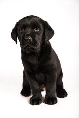 black labrador retriever puppy