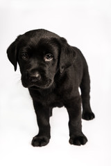 black labrador puppy