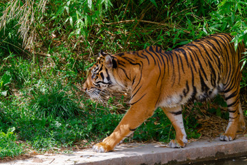 
head of a wild tiger in the jungle