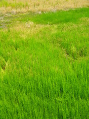 若草茂る初夏の野原風景