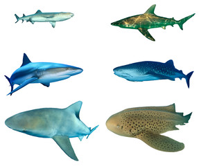Fototapeta premium Shark species isolated on white background. Whitetip Reef Shark, Bronze Whaler, Caribbean Reef, Whale Shark, Bull and Leopard Sharks cutout 