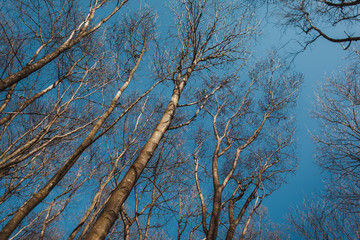 forest, nature, beautiful landscape in the forest