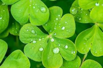 clovers background