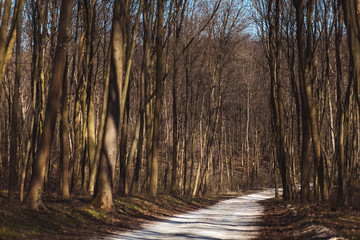 forest, nature, beautiful landscape in the forest
