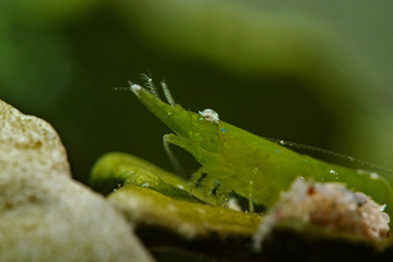 Bignose Seagrass Shrimp (Latreutes pymoeus) 