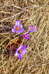 Krokusy, crocus, spring flowers in the mountains, hay