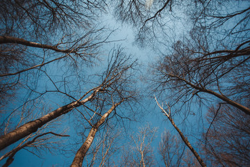 forest, nature, beautiful landscape in the forest