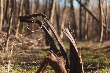forest, nature, beautiful landscape in the forest