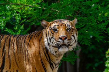 
head of a big wild tiger in the wild in the jungle in spring
