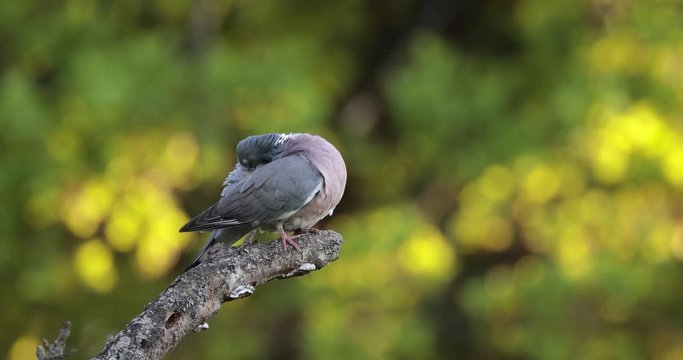 Pigeon ramier (Columba palumbus) se nettoyant le plumage sur une branche
