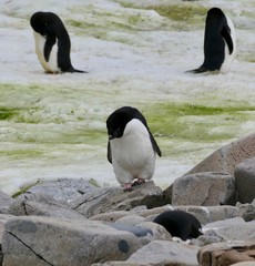 Clumsy adelie penguin walking in penguin colony, Antarctica