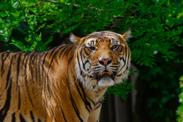 Fototapeta na wymiar head of a big wild tiger in the wild in the jungle in spring 