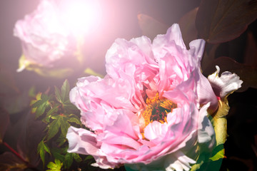 満開に咲いたピンクの牡丹の花と黒バックと光