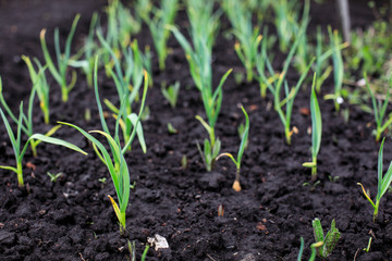 close-up of the onion plantation in the vegetable garden
