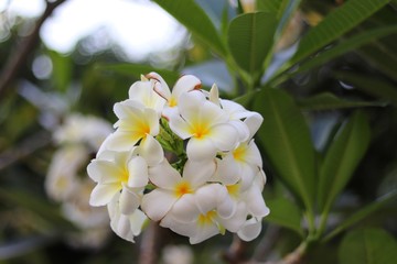 Plumeria flowers bloom in bushes and have fragrant aromas at night.