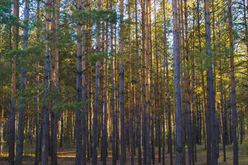 beautiful sunset shadows in the pine forest