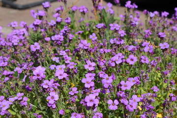Wiesenblumen, Blütenbracht, lila Blüten
