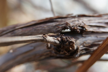 spider on the ground