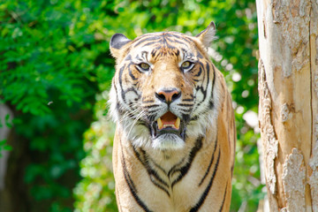 portrait of a tiger