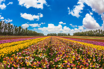 Farm field of magnificentl flowers