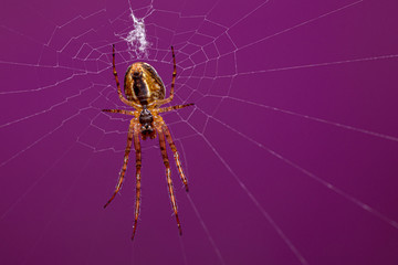 spider on web