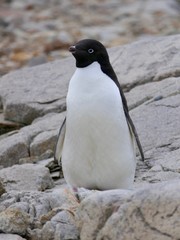 Curious adelie penguin looking into camera, penguin colony, Antarctica