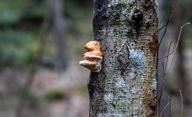 mushroom on a tree
