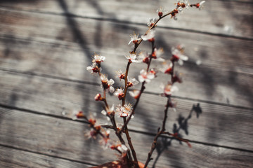red berries on a branch