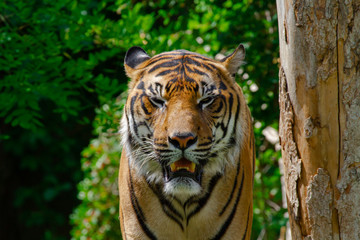 
head of a big wild tiger in the wild in the jungle in spring
