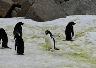 Obraz premium Cute adelie penguin walking in penguin colony, Antarctica