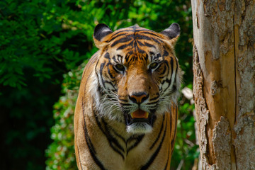 
head of a big wild tiger in the wild in the jungle in spring
