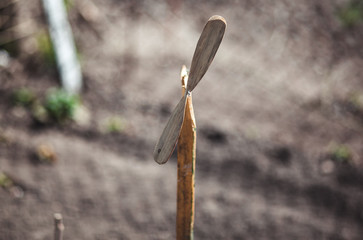 close up of a plant in a garden