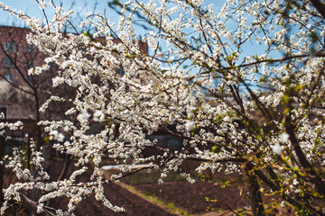 beautiful plants and flowers landscapes