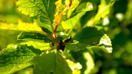 Leaves of young plum tree
