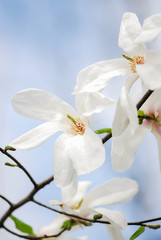 Fototapeta na wymiar Nice white magnolia tree flowers spring sunny day nature awakening