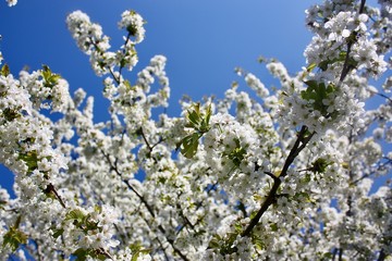 cherry blossom in spring