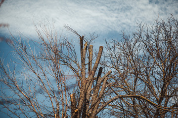 beautiful plants and flowers landscapes