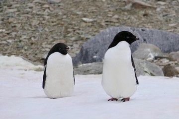 Obraz premium Adelie penguins sitting on snow, Antarctica
