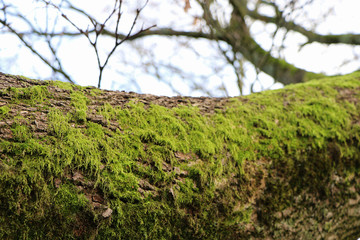 Closeup of tree trunk with green moss as natural display, forest background